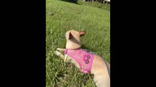 Video preview image #1 Chihuahua-Unknown Mix Puppy For Sale in Arcadia, FL, USA