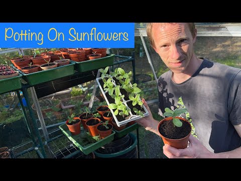How to Pot Sunflower Seedlings: A Gardening Tutorial