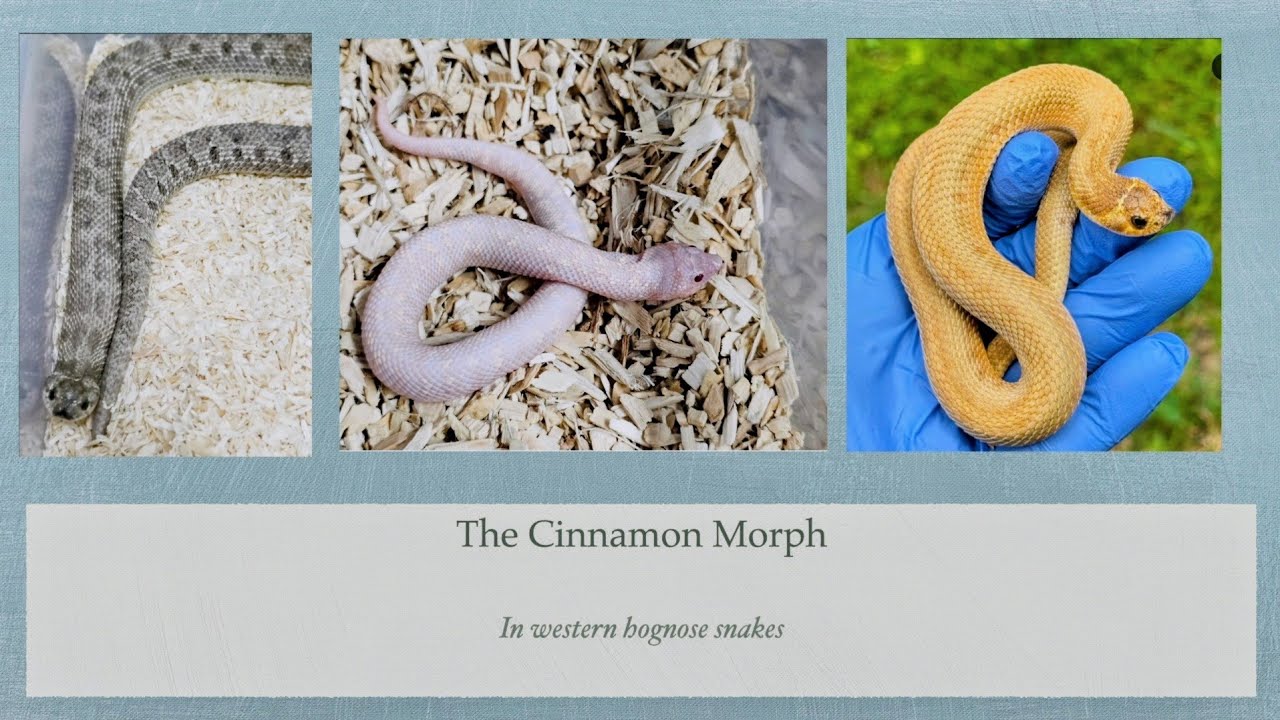 The Cinnamon Morph in Western Hognose Snakes