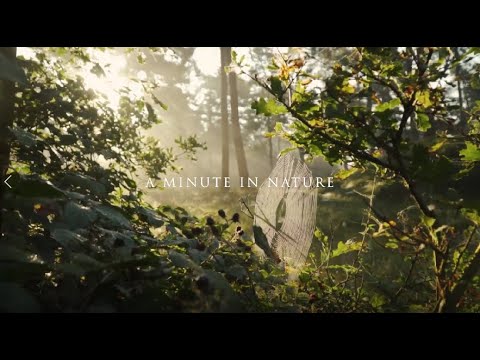 A Minute in Nature | A Nature Study for Art | Premiere Pro | Relaxation