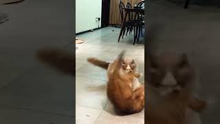 Download lagu KUCING INI !! JURUS TENDANGAN OYEN 😸#kucing #funnycats #video #kucinglucu #funny #videoshort #lucu mp3