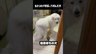 あきらめず頑張って頼んだ愛犬 #グレートピレニーズ #大型犬 #愛犬 #かわいい犬 #greatpyrenees
