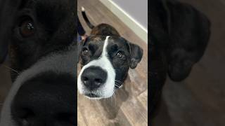 Video preview image #1 Boxador Puppy For Sale in Chandler, AZ, USA