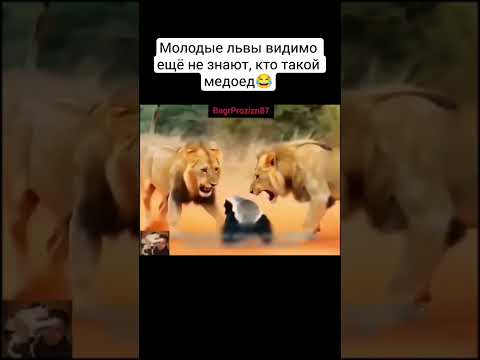 Неофициальный Царь зверей😎