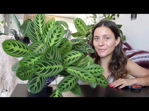How To Make a Prayer Plant Houseplant More Full! | Maranta Plant Propagation!