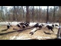 Turkey Chasing Turkey Chasing