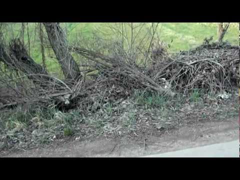 Urvis-Borz 30.03.2012