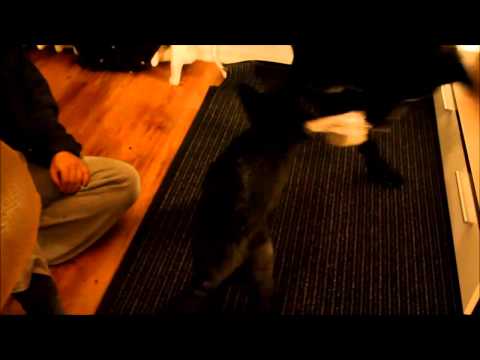 AISAF vs. Bazooka von Pike´s Spirit