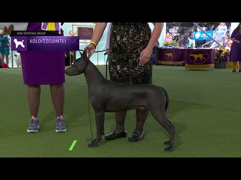 Xoloitzcuintli | Breed Judging 2023