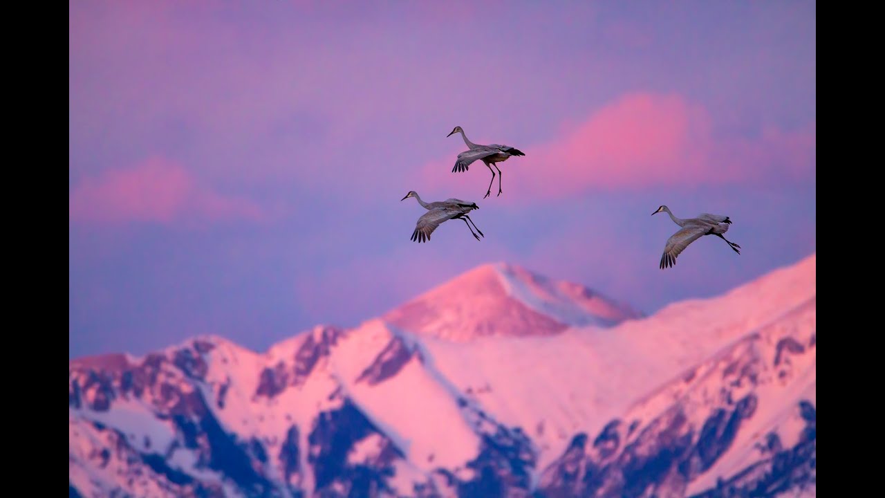 Where Cranes Meet Mountains