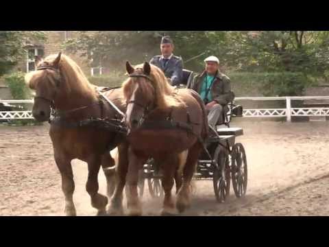 Część pokazowa podczas II Ogólnopolskiego Czempionatu Ogierów Hodowlanych Rasy PKZ