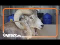 81 Year Old Gets Prison Time For Cloning Giant Sheep And Breeding It