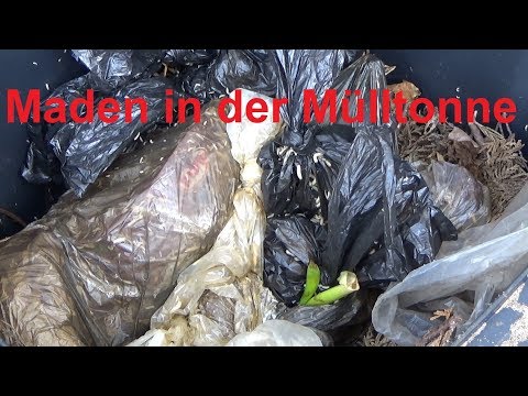 Fighting maggots in garbage cans Getting rid of maggots Garbage can