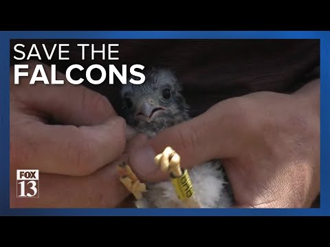 How you can help the shrinking population of Kestrel Falcons in Utah