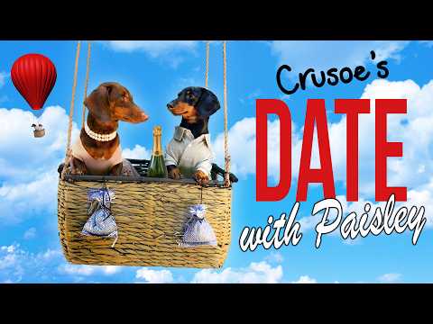Ep 10: Crusoe the Dachshund's Date with Paisley! — (Cute Doggy Date)