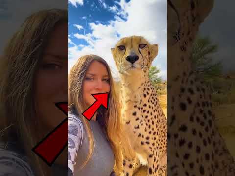 Le dijeron a Speed que si era tan rápido que corriera contra un Cheetah