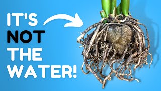 The Shocking TRUTH About Root Rot Most People Get Wrong