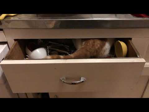 Bold Bold teenage cat Mustard cheekily tries to sneak in to drawer