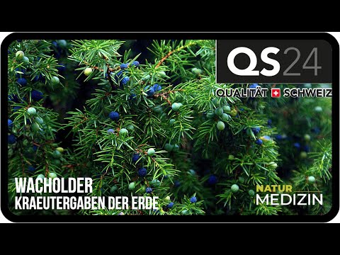 Wacholder | Kräutergaben der Erde | Naturmedizin | QS24 07.11.2019