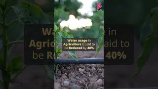 Climate change: 11th-century church emerges from Sau reservoir as drought grips Catalonia | #prachi