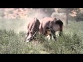 Oryx Fighting Part 1