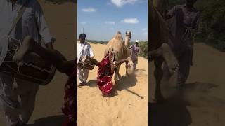 She Hung from the Camel’s Tail and Fell Hard! 😱🐪 A Bizarre Desert Scene 🔥.#camel
