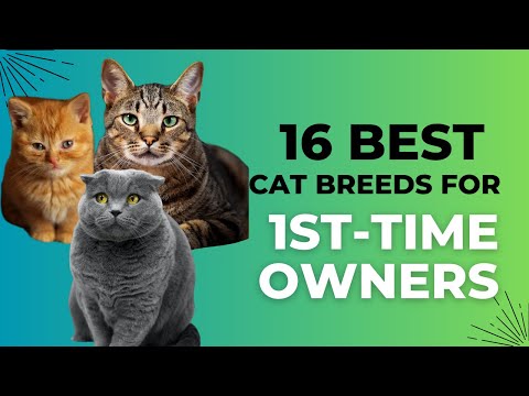 16 Best CAT breeds for FIRST TIME OWNERS