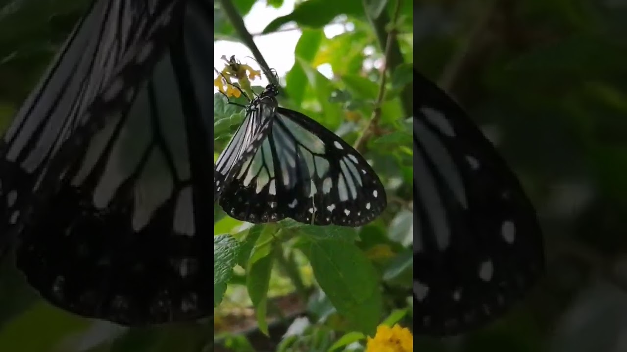 YouTube Short thumbnail