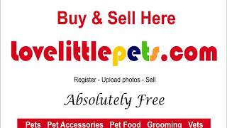 SELL PETS - SELL PET SUPPLIES - ACCESSORIES -FOOD absolutely free