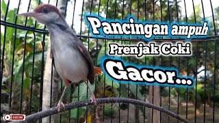 Download lagu Pancingan Ampuh Prenjak Coki gacor mp3 Download lagu Pancingan Ampuh Prenjak Coki gacor mp3