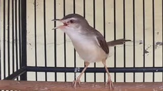 Download lagu MASTERAN PRENJAK KLIK BETINA MEMANGGIL JANTAN FULL NGEKREK || PANCINGAN BURUNG BAHAN mp3 Download lagu MASTERAN PRENJAK KLIK BETINA MEMANGGIL JANTAN FULL NGEKREK || PANCINGAN BURUNG BAHAN mp3