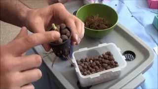 Thumbnail for video: How To Plant Bareroot Strawberries For Hydroponics