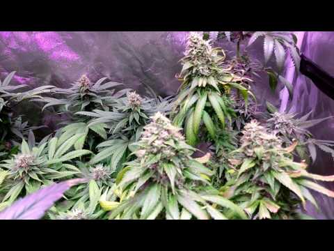 Citizen led cob DIY ( CLU048_117 watt) running 10 cob on 400 watt.