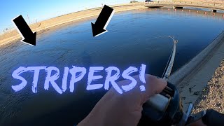 We Found Another School of Stripers!! | CA Aqueduct Fishing | Delta Mendota Canal