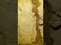 Active termite tubes at a house 🏠 foundation