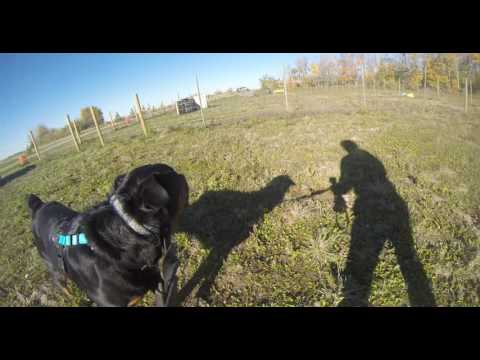 Jaydee-Working around a dog- 1st Lesson