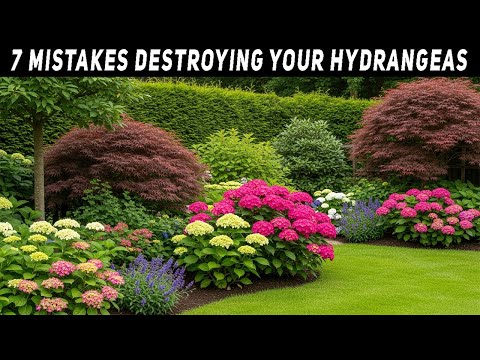 STOP Planting Hydrangeas Wrong! 7 Costly Mistakes You Must Avoid for Beautiful Blooms