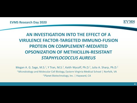 Thumbnail image of video presentation for An investigation into the effect of a virulence factor-targeted immuno-fusion protein on complement-mediated opsonization of methicillin-resistant Staphylococcus aureus