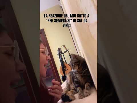 Dovevo per forza pubblicarlo...😄😄😄 #cat #funnyshorts #saldavinci #gattino #shorts