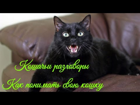 Кошачьи разговоры Как понимать свою кошку  Cat talk How to understand your cat
