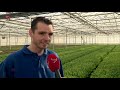 Tulpenteler Marknesse: alle bloemen kunnen in de shredder
