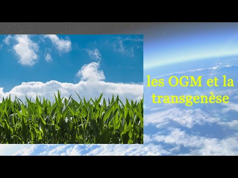 les OGM et la transgenèse