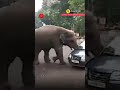 WATCH: Elephant pushes hatchback car in Assam’s Guwahati