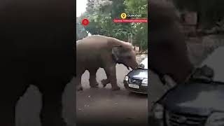 WATCH: Elephant pushes hatchback car in Assam’s 