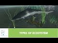TYPES OF ECOSYSTEM