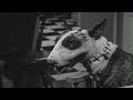 Франкенвини Frankenweenie 1984