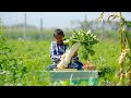 Mastering Indian Lunch Cuisine Nikunj Vasoya S Expert Cooking Organic Food Magic