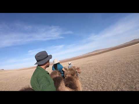 Bactrian Camel Riding In Mongolia