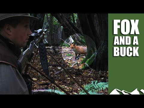 Roy calls a fox and a buck Roy calls a fox and a buck
