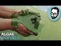 Is Algae The Fuel Of The Future? | Answers With Joe Is Algae The Fuel Of The Future? | Answers With Joe
